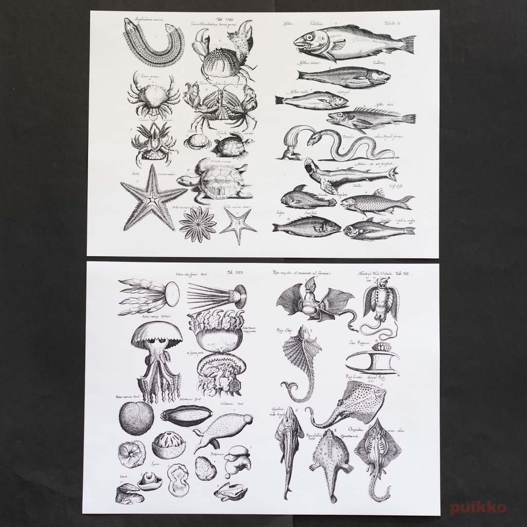 紙製ブックカバー ヨンストン「鳥獣虫魚図譜」5(5枚セット)