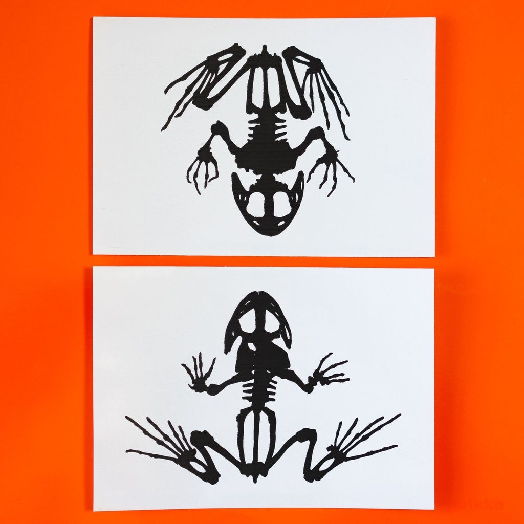 シール ウシガエルの骨格(A6判x2)