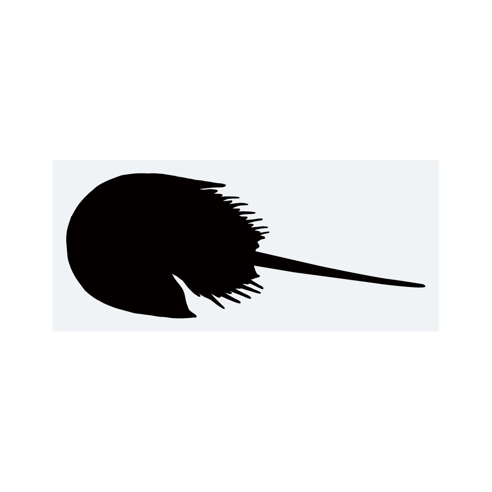 ステッカー カブトガニ