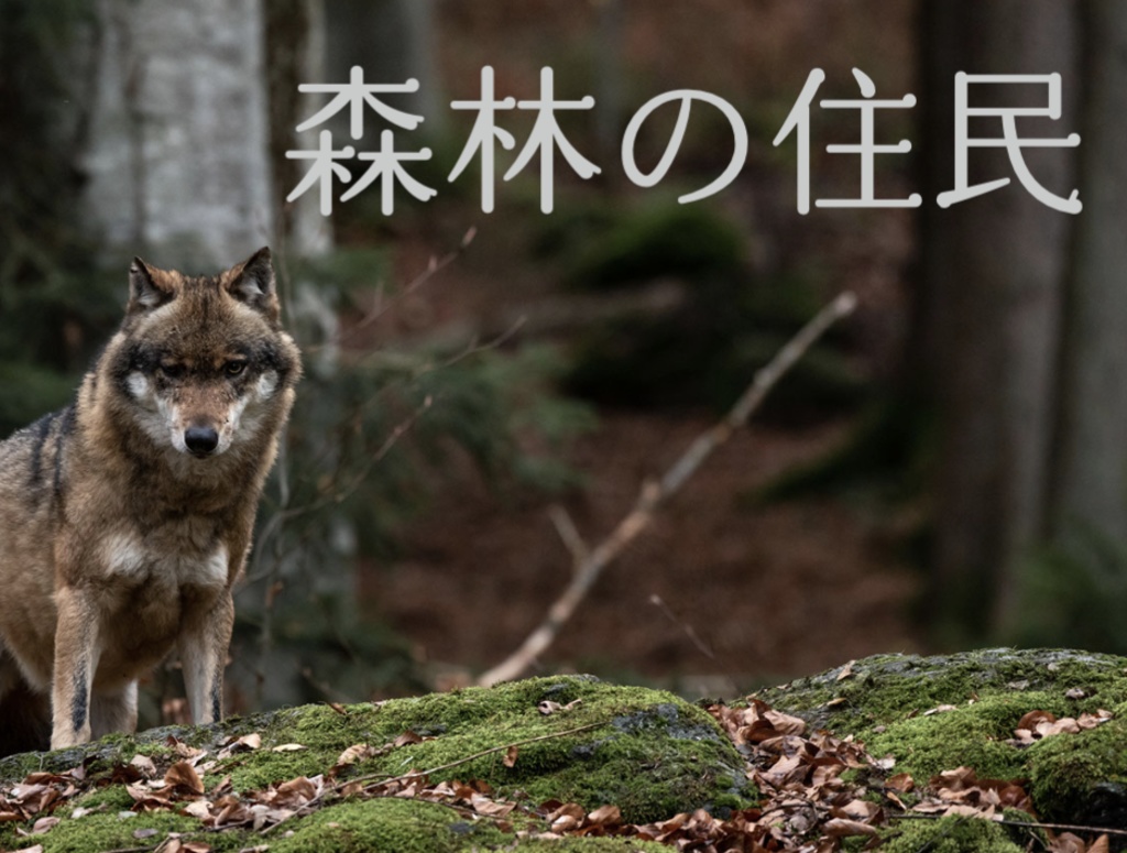 【無料フリーBGM】森林の住民【不気味、怪しい】