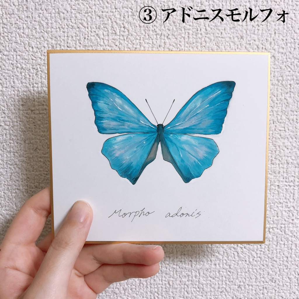 蝶の標本 蝶とイラストの新しい形 -classical-blue- - オブジェ・立体物