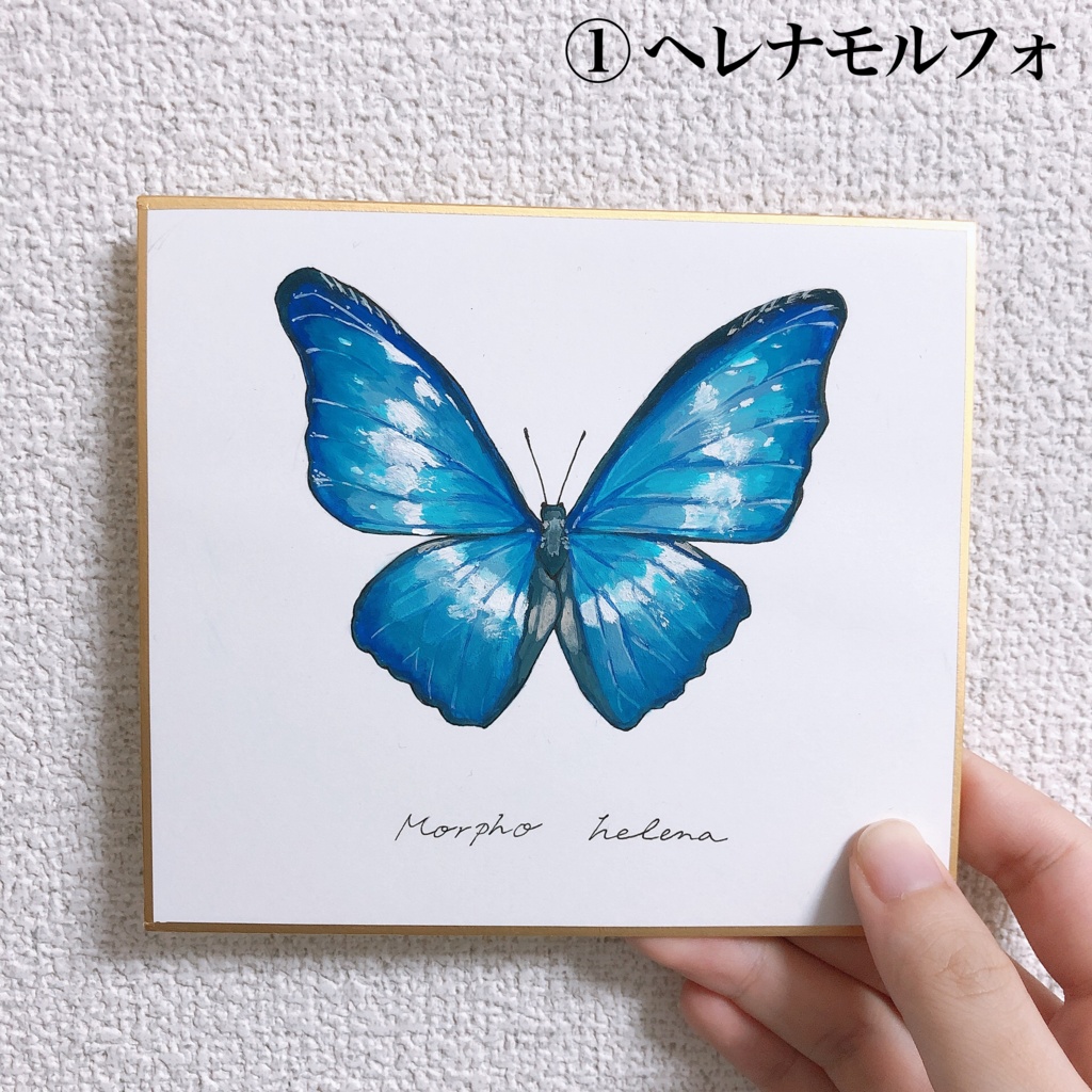 描く標本 モルフォ蝶