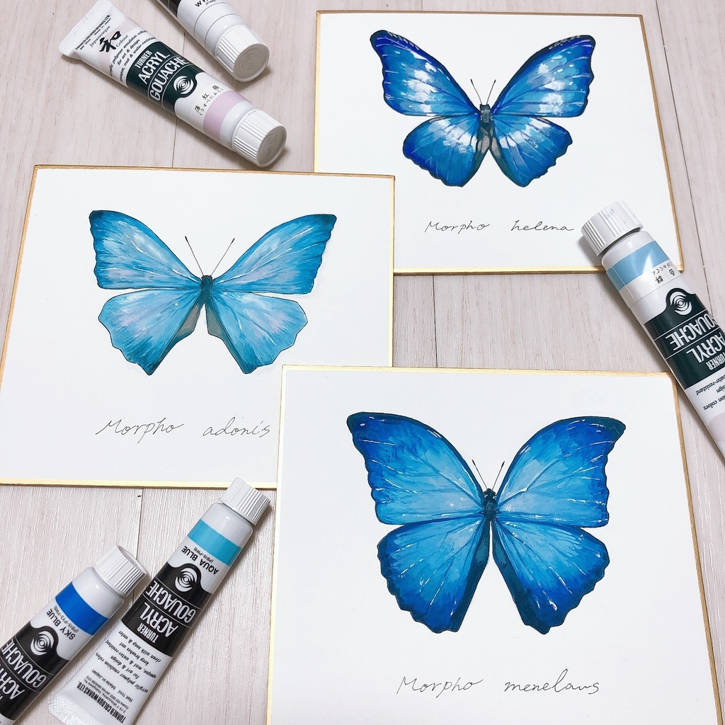 描く標本 モルフォ蝶
