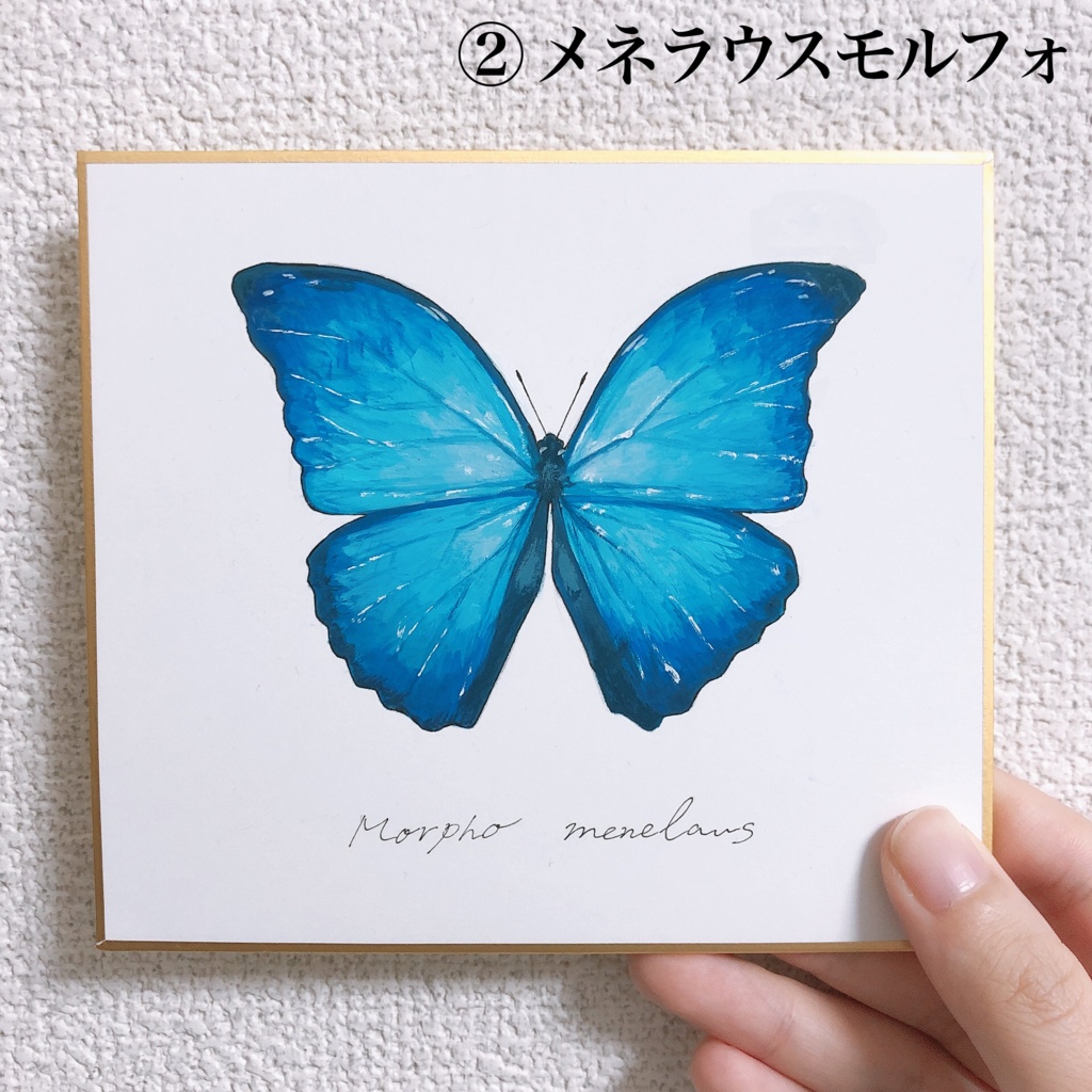 描く標本 モルフォ蝶
