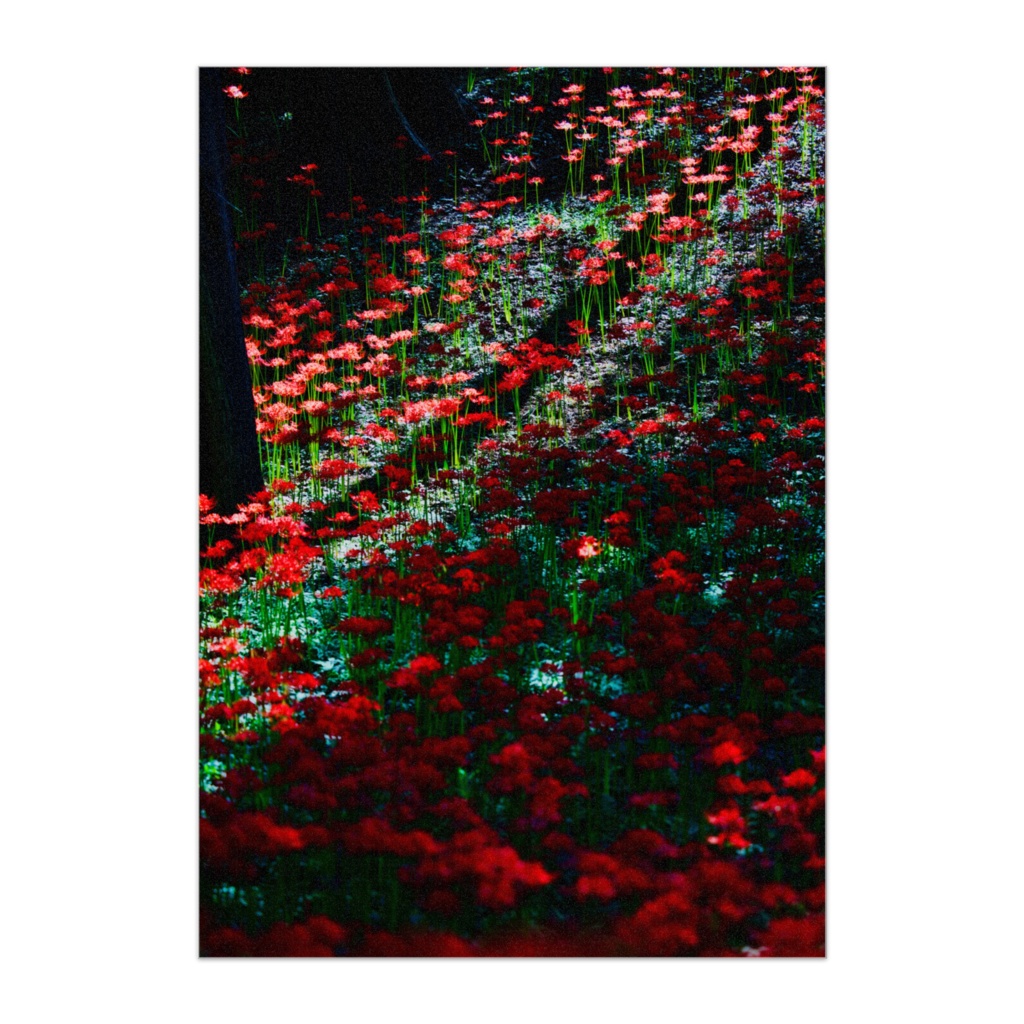 赤き、誘惑。｜Birthday Limited Edition 2026