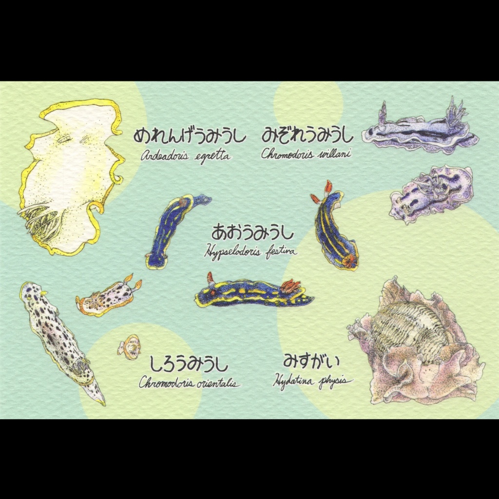 ウミウシ図鑑ポストカード 天然時代 Booth