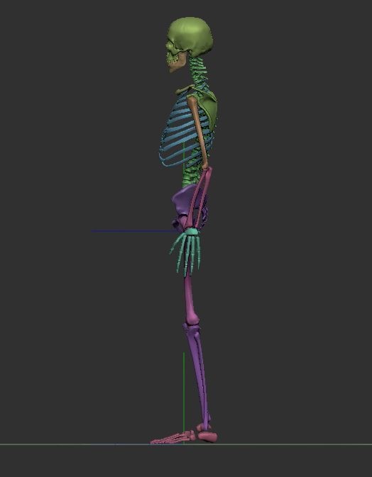 【ZBrush】スケルトン 3Dモデル(他ソフトでの使用可)