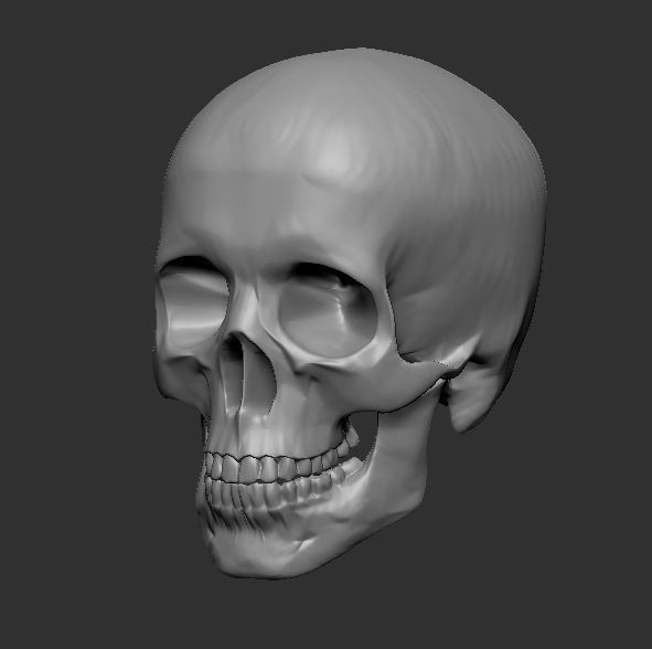【ZBrush】スケルトン 3Dモデル(他ソフトでの使用可)