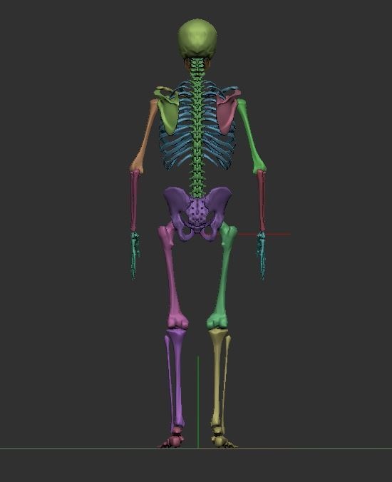 【ZBrush】スケルトン 3Dモデル(他ソフトでの使用可)