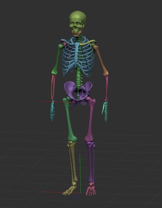 【ZBrush】スケルトン 3Dモデル(他ソフトでの使用可)
