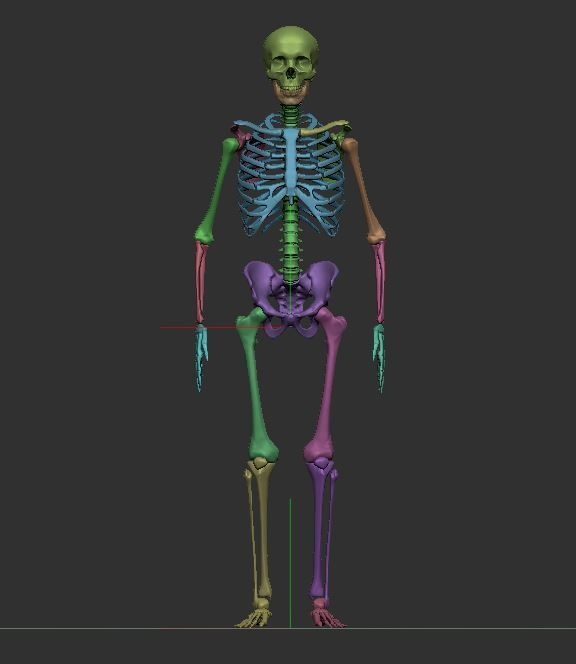 【ZBrush】スケルトン 3Dモデル(他ソフトでの使用可)