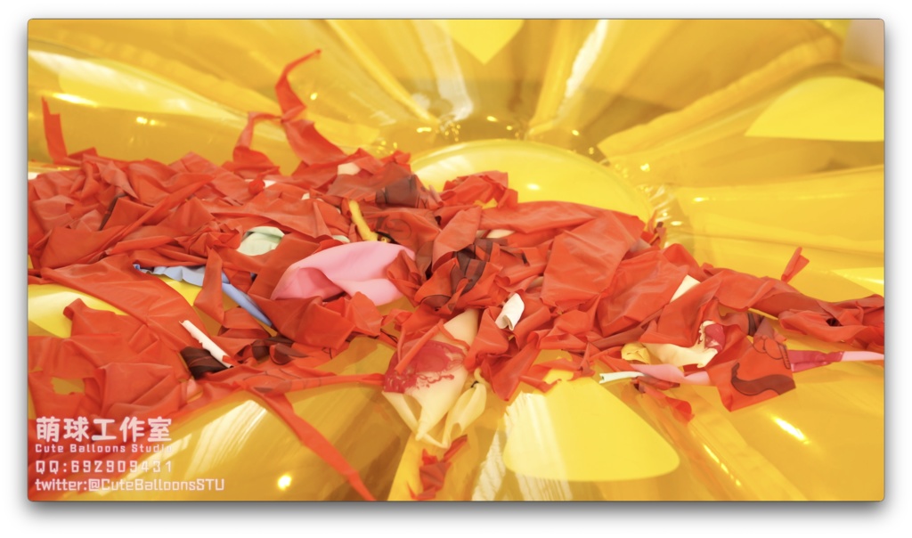 悠香国産72インチ気象気球が極限まで膨張し最終的に破裂(風船にはアニメの絵柄が印刷されている)