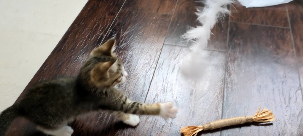 【新商品】ほっけの初めてムービー