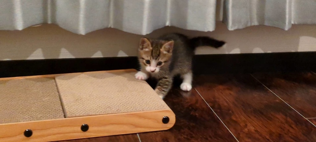 【新商品】ほっけの初めてムービー