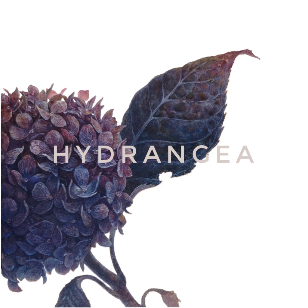 マグカップ 紫陽花