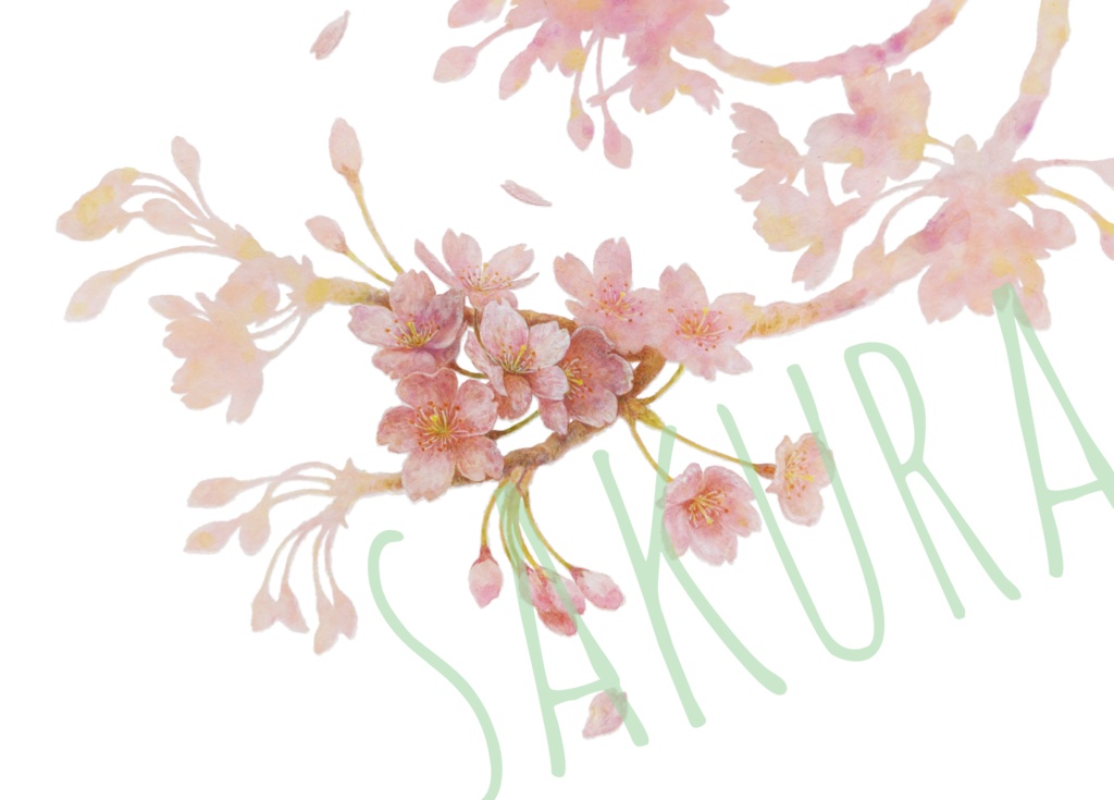 ICカードステッカー 2枚入 桜