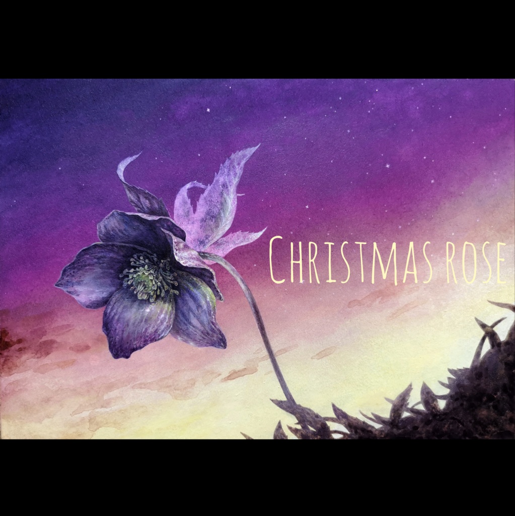 ICカードステッカー 2枚入 クリスマスローズ