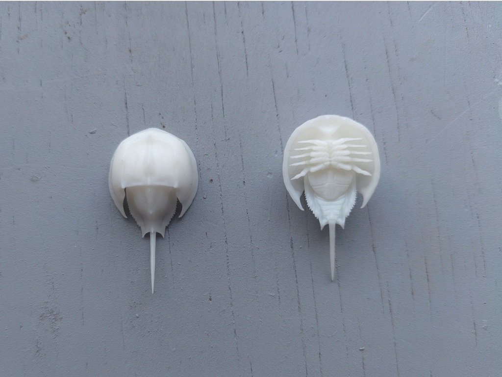 『Tachypleus tridentatus-カブトガニ-』(未塗装)ミニチュアフィギュア 全長約40mm(尻尾含む)