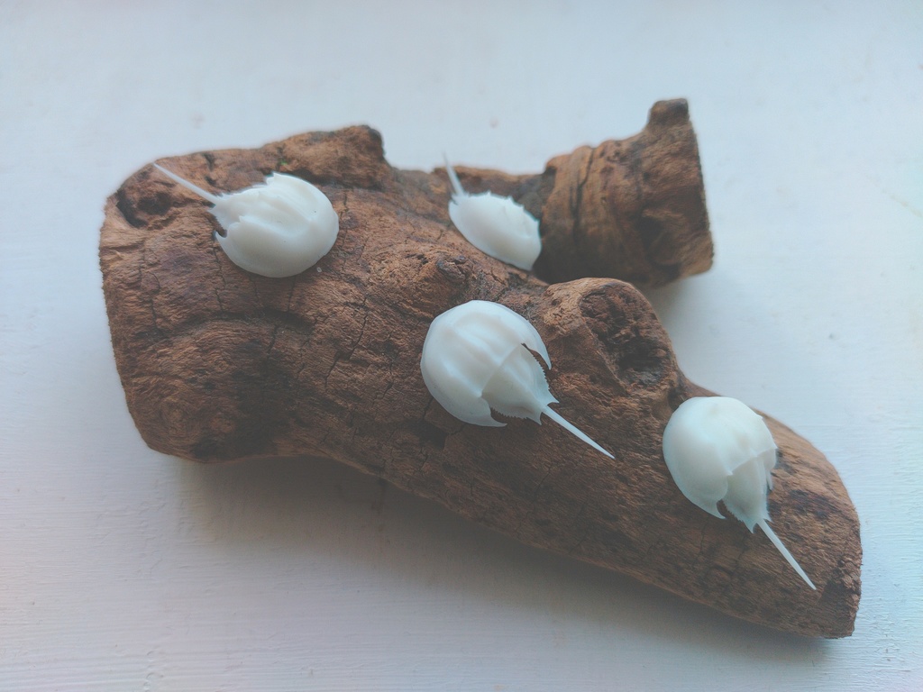 『Tachypleus tridentatus-カブトガニ-』(未塗装)ミニチュアフィギュア 全長約40mm(尻尾含む)