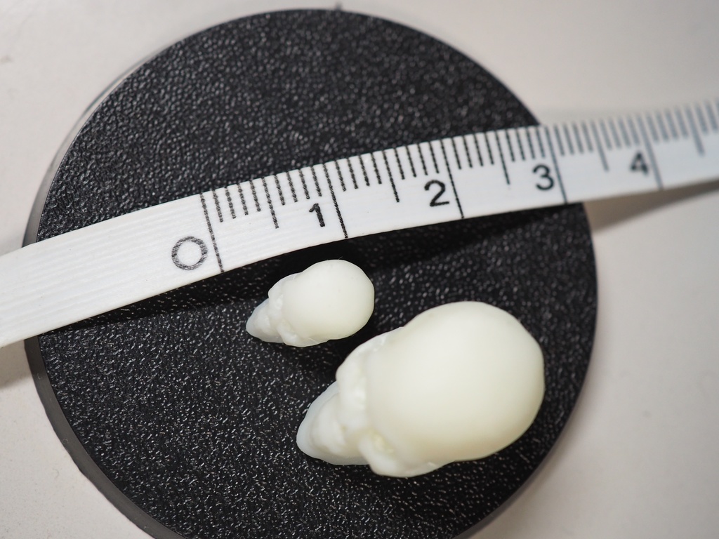 『Skull』骸骨1/12&1/24ミニチュアフィギュア (未塗装品)