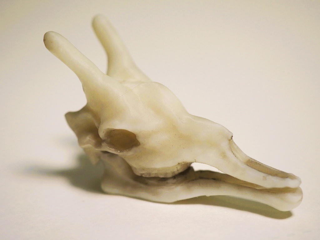 『Skull Giraffa』キリンの頭骨フィギュア