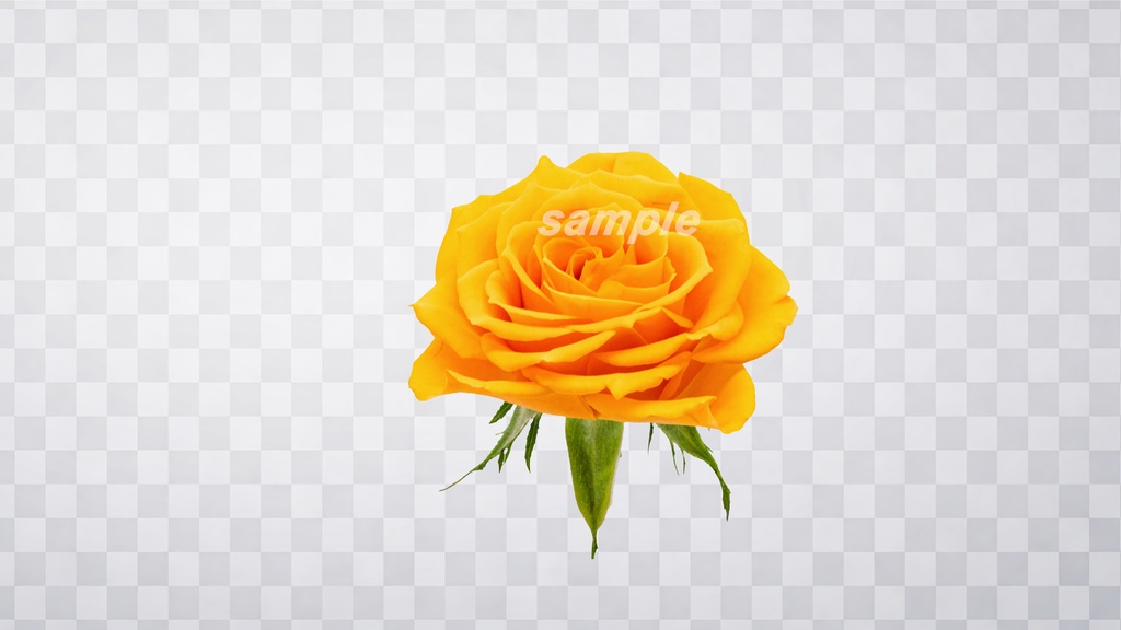 薔薇 PNG素材 100枚セット|背景透過|商用利用OK|デザイン・動画素材