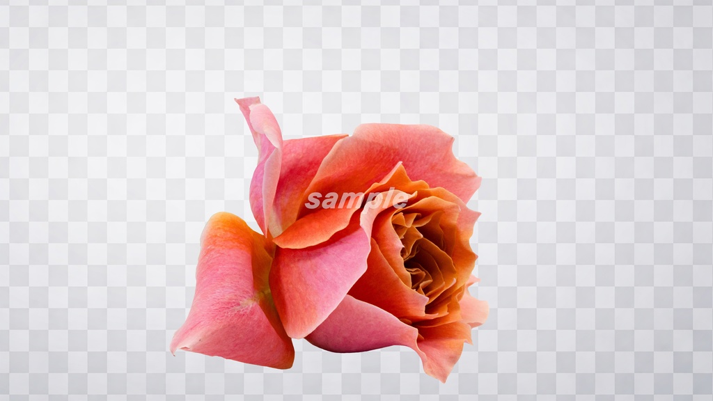 薔薇 PNG素材 100枚セット|背景透過|商用利用OK|デザイン・動画素材