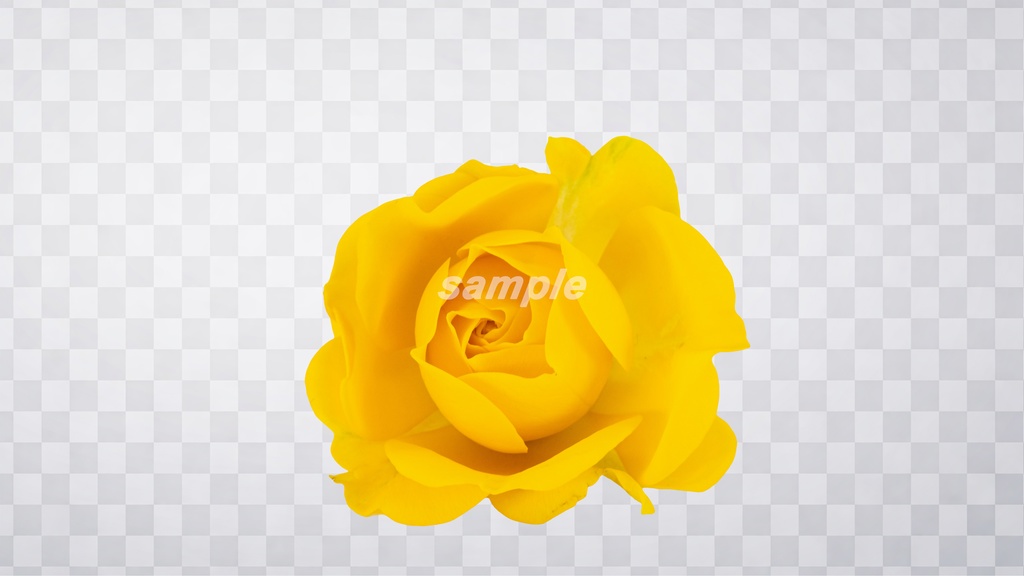 薔薇 PNG素材 100枚セット|背景透過|商用利用OK|デザイン・動画素材