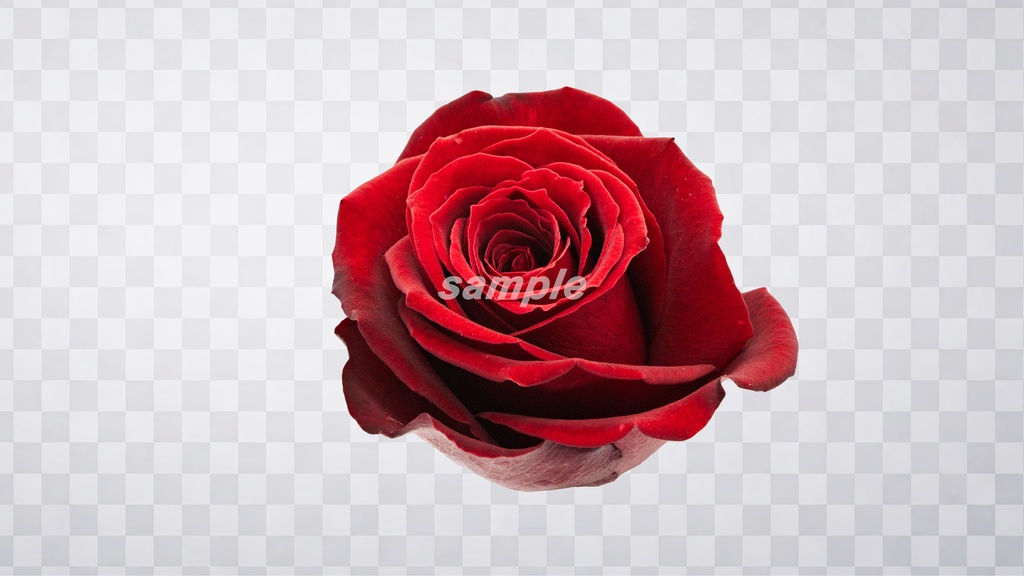 薔薇 PNG素材 100枚セット|背景透過|商用利用OK|デザイン・動画素材