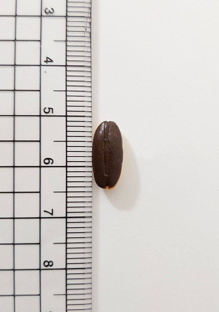 銀色のチョコパン