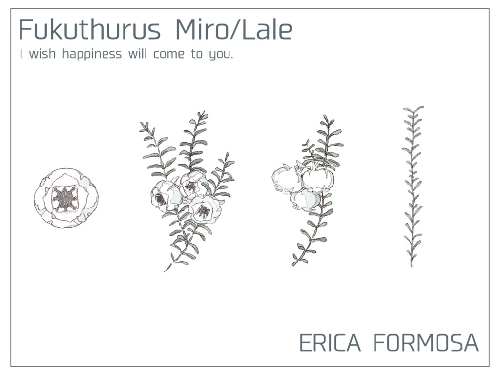 erica formosa / tatoo seal