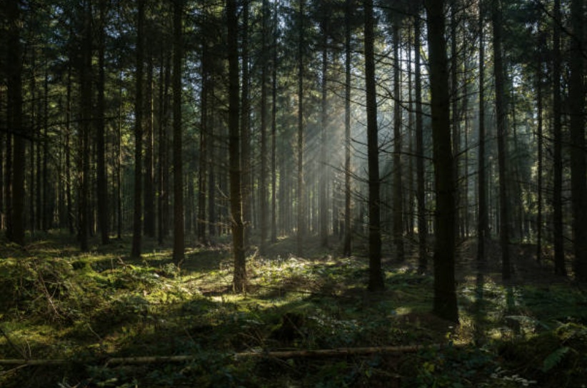[BGM] Forest child