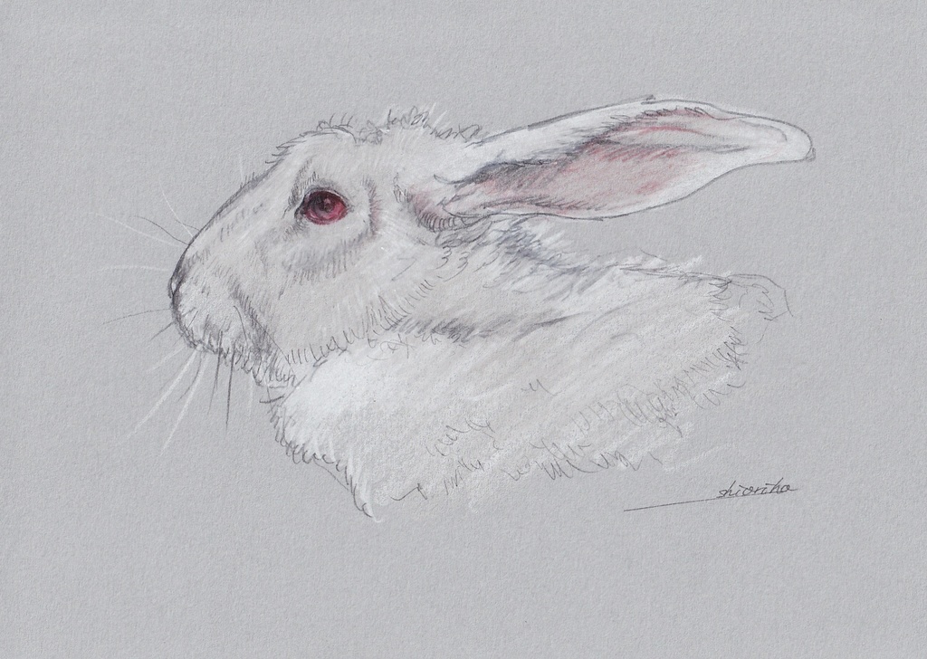 兎b ドローイング