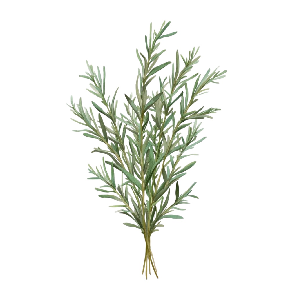 「ボタニカルシリーズ」水彩アンティーク風フローラルクリップアート素材15点セット|PNG形式背景透過