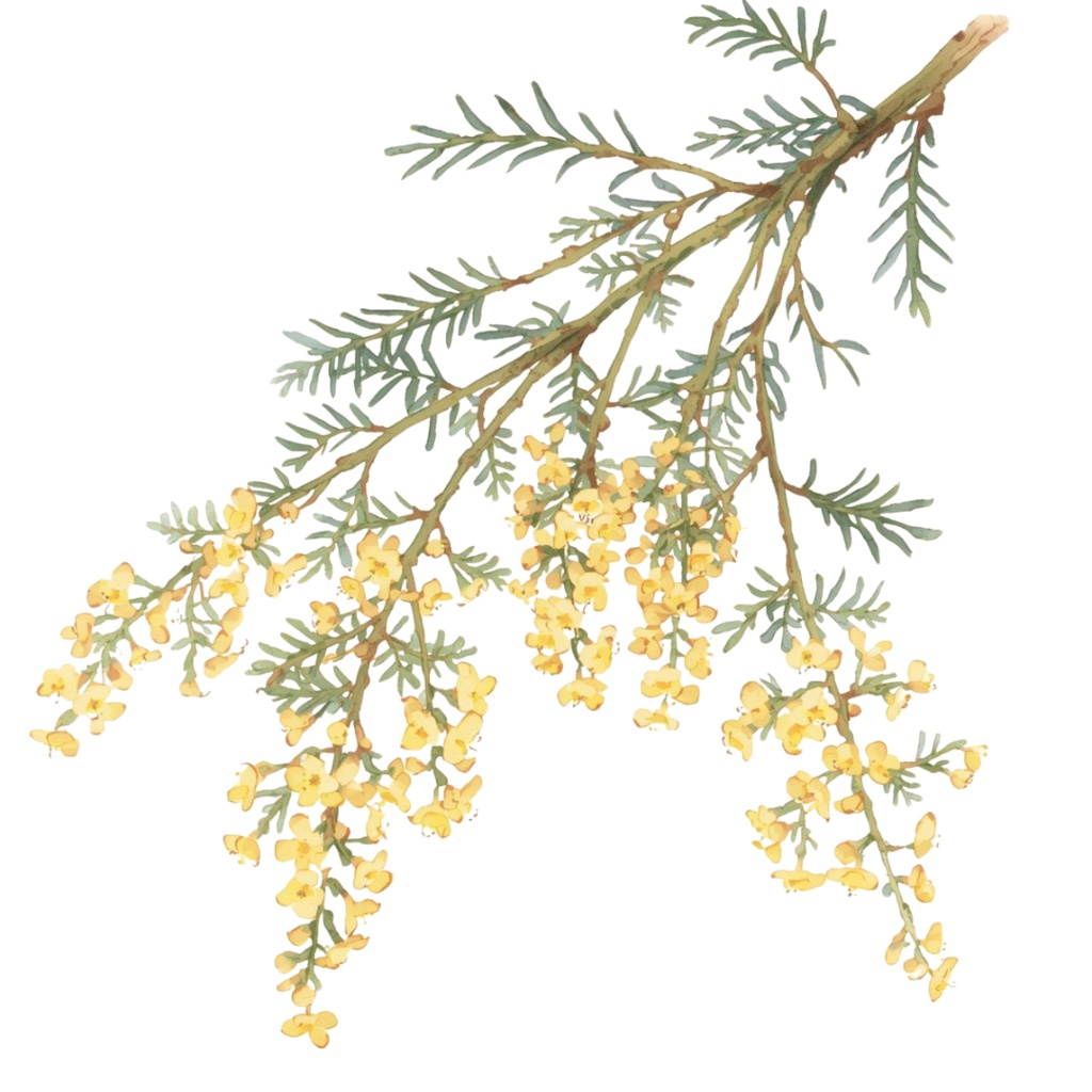 「ボタニカルシリーズ」水彩アンティーク風フローラルクリップアート素材15点セット|PNG形式背景透過