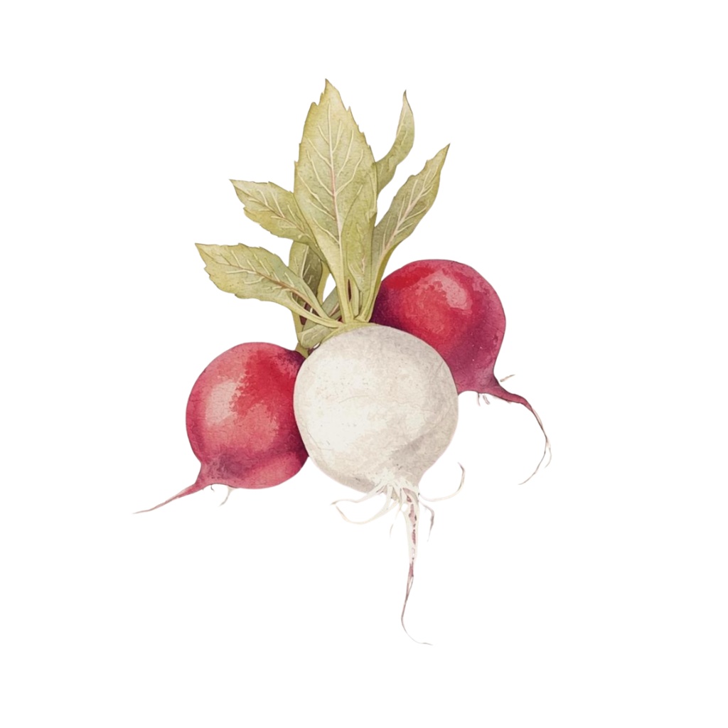 「野菜シリーズ」水彩画風クリップアート素材15点セット|PNG形式背景透過