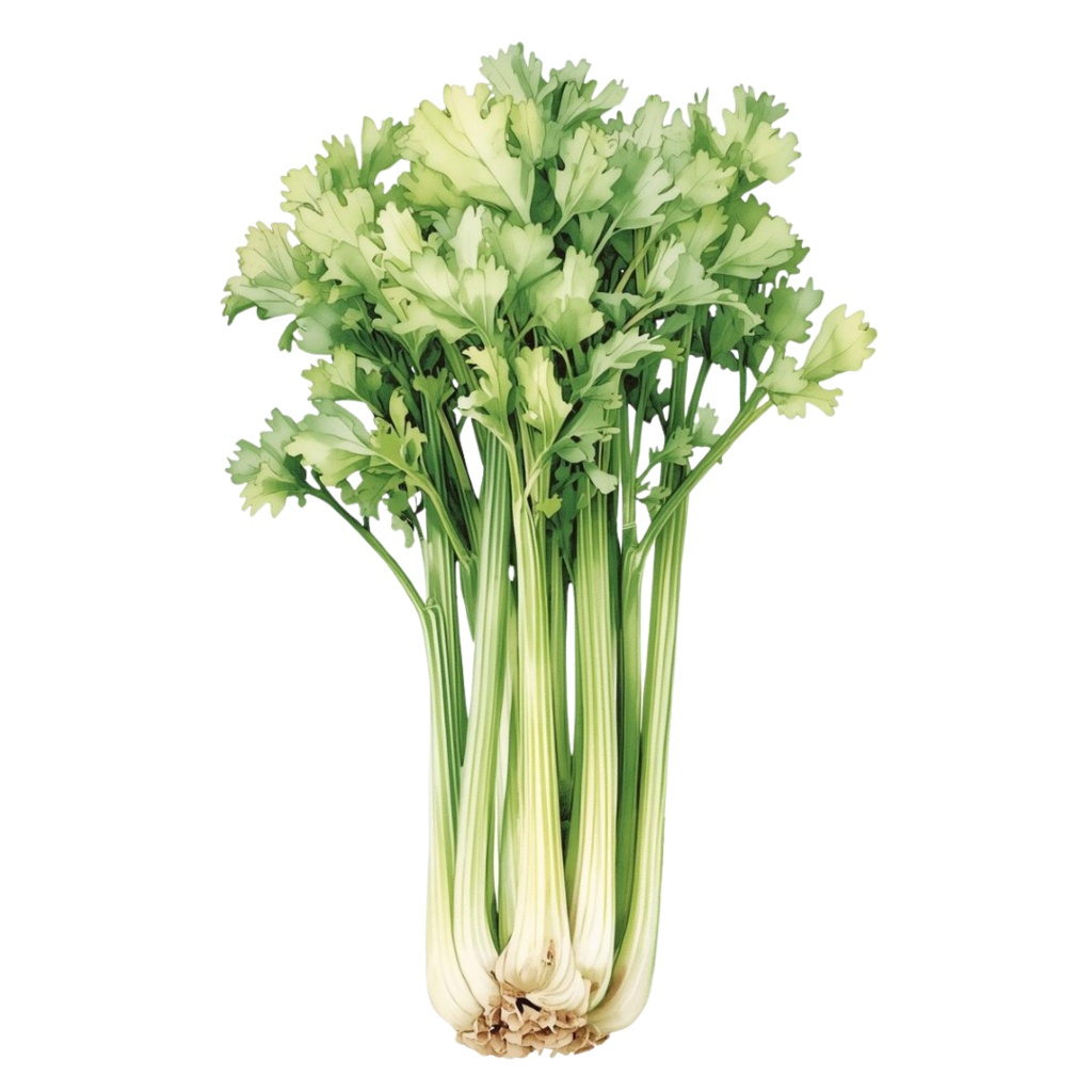 「野菜シリーズ」水彩画風クリップアート素材15点セット|PNG形式背景透過