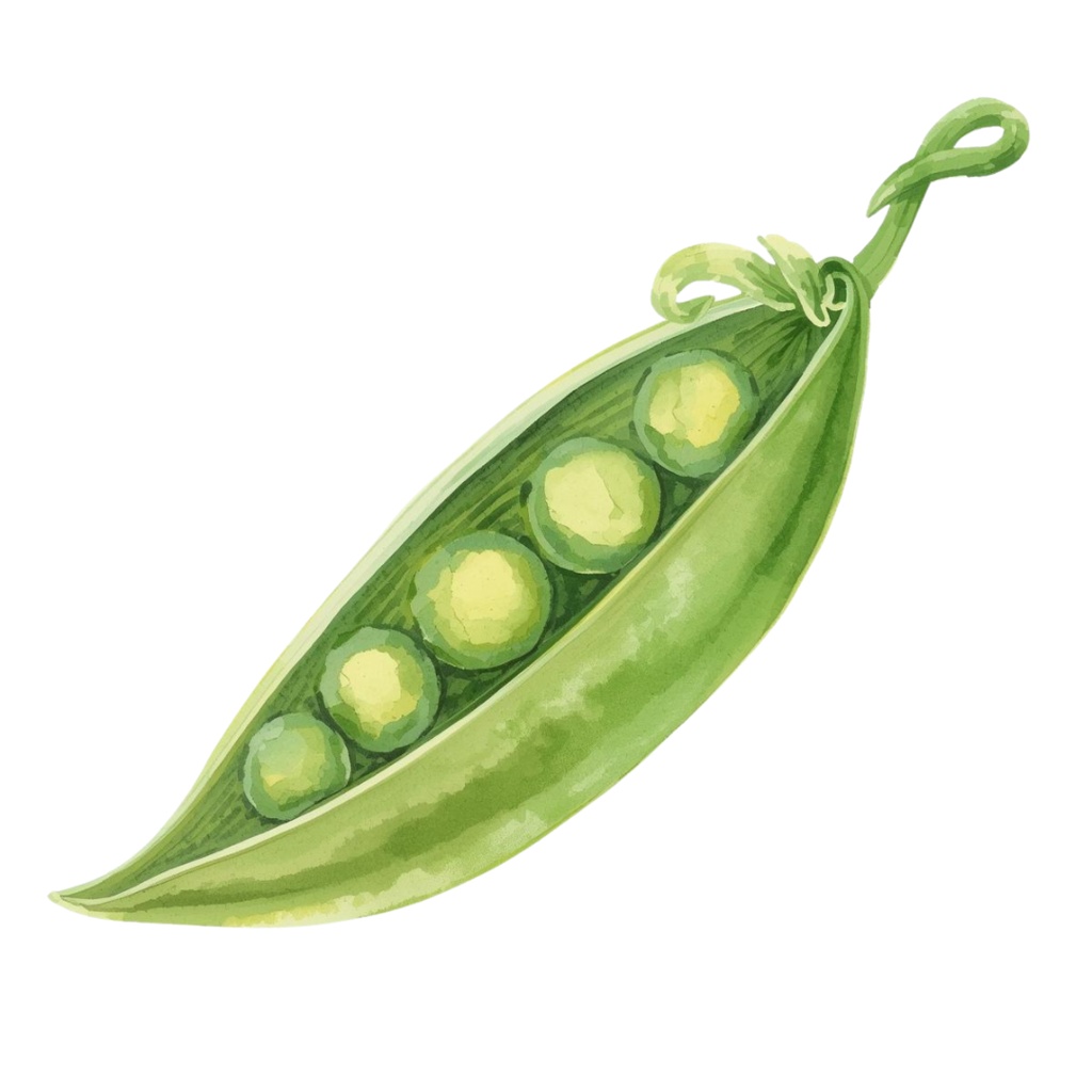 「野菜シリーズ」水彩画風クリップアート素材15点セット|PNG形式背景透過