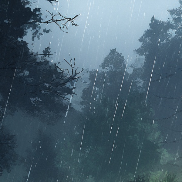 雨の森