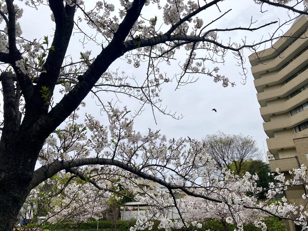 桜