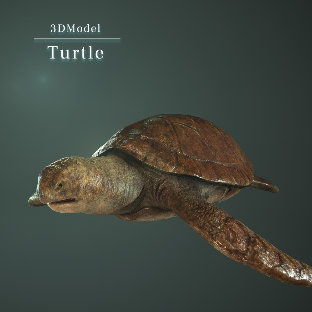 亀  3Dモデル