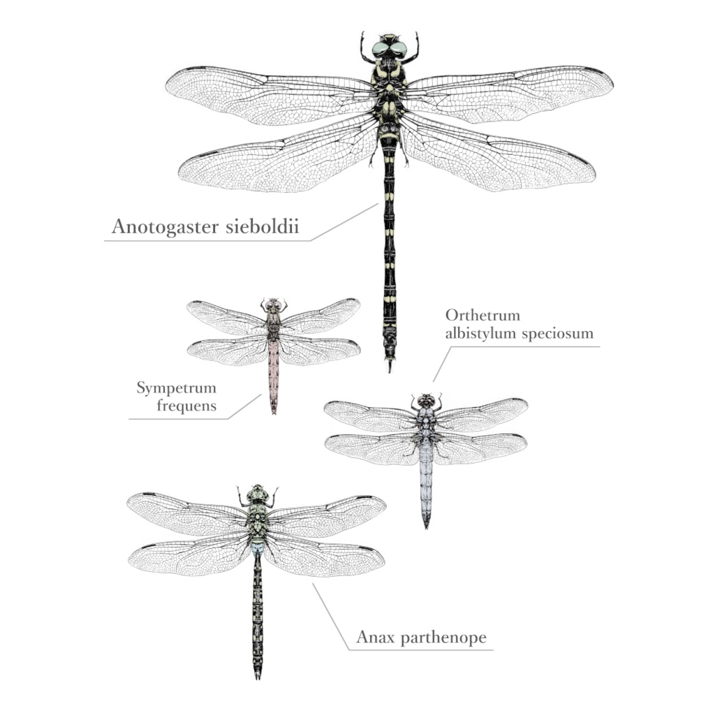 メガヤンマ編隊Tシャツ