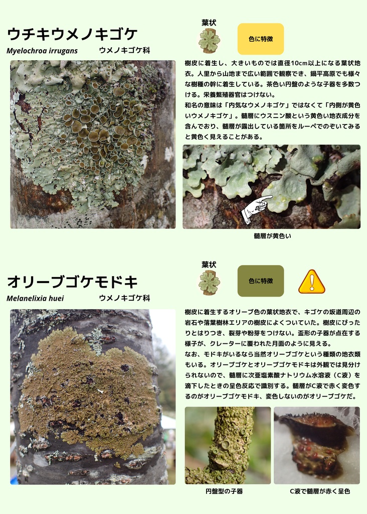 地衣類の歩き方 新穂高ロープウェイ 鍋平高原