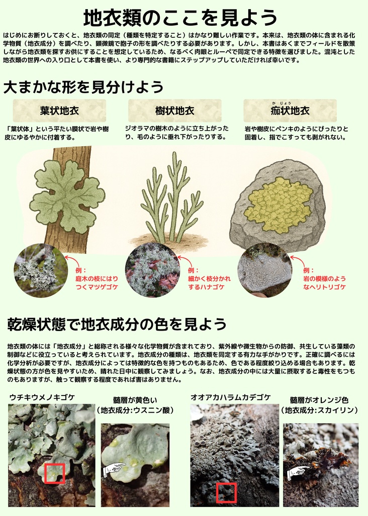 地衣類の歩き方 新穂高ロープウェイ 鍋平高原