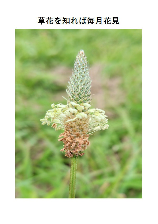 草花を知れば毎月花見