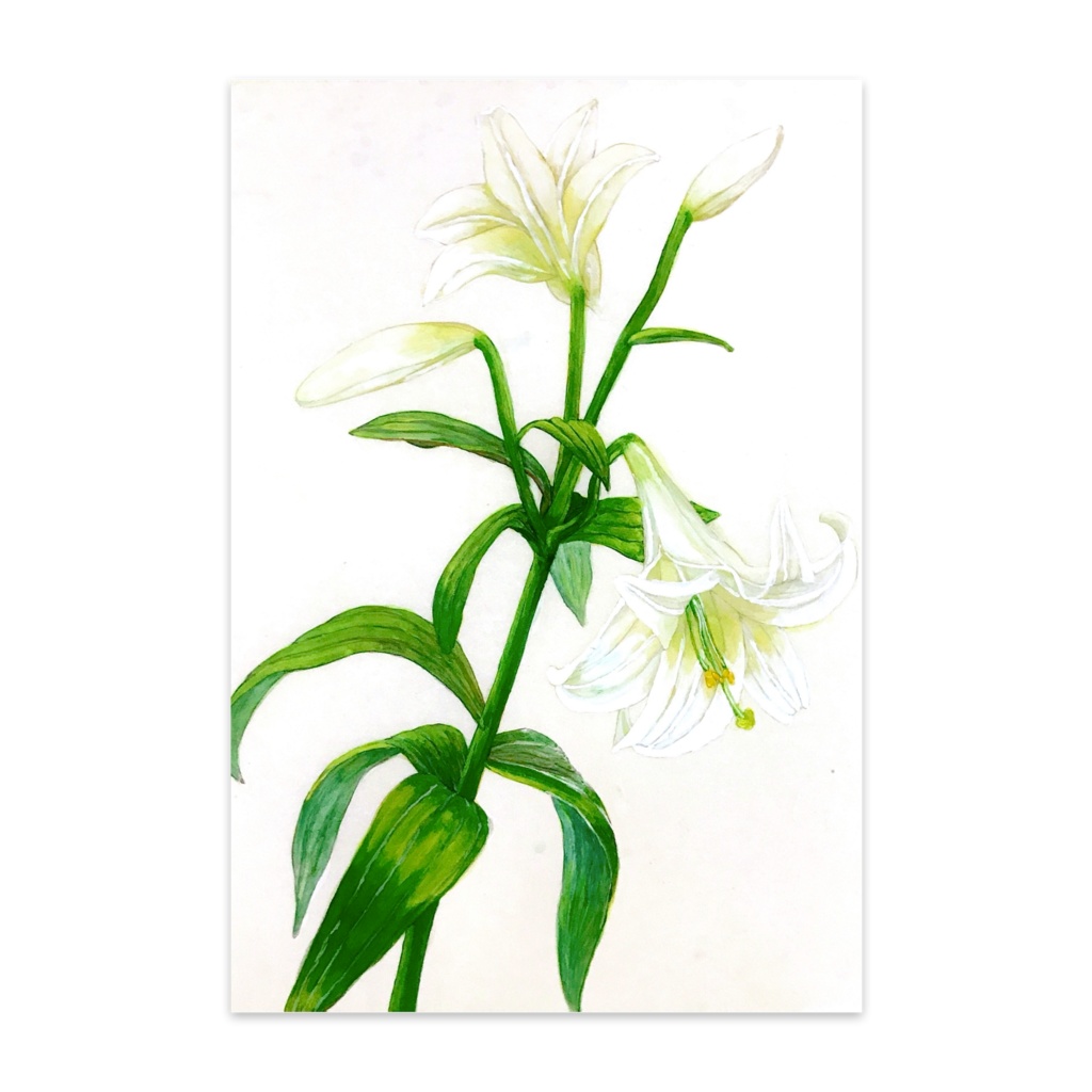 Lily postcard (10set)