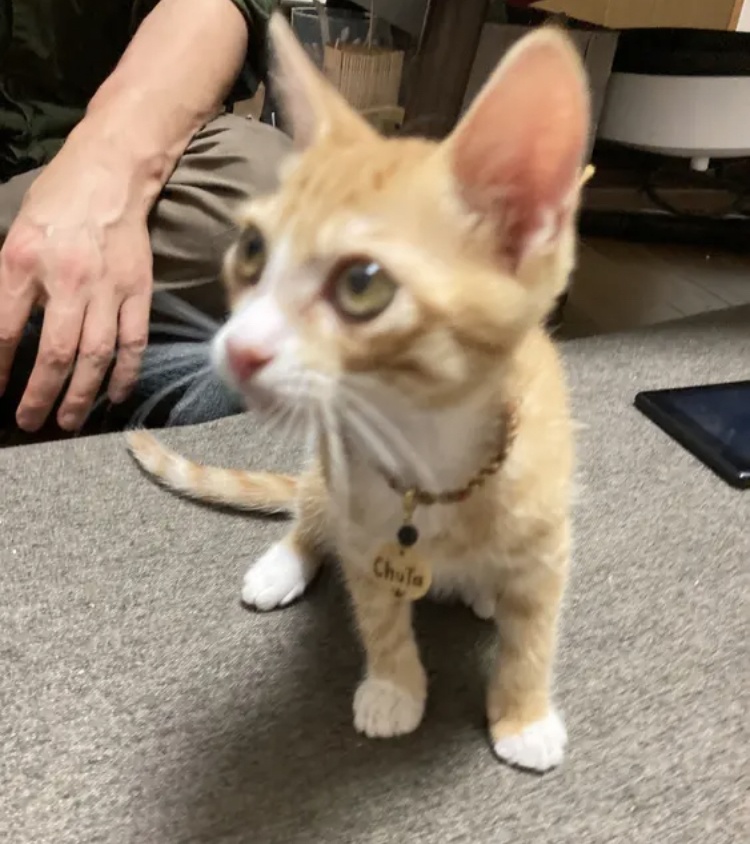 ペット天然石迷子札