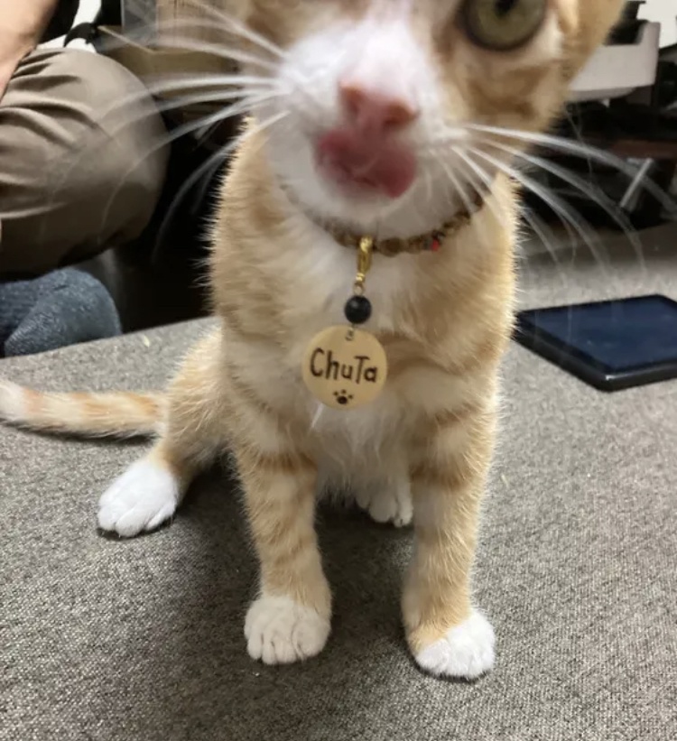 ペット天然石迷子札