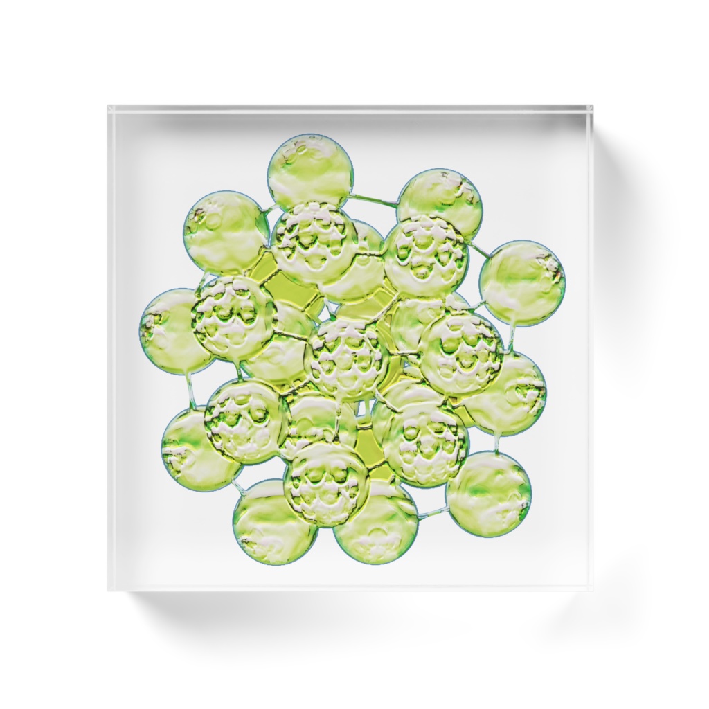 コエラストルム属