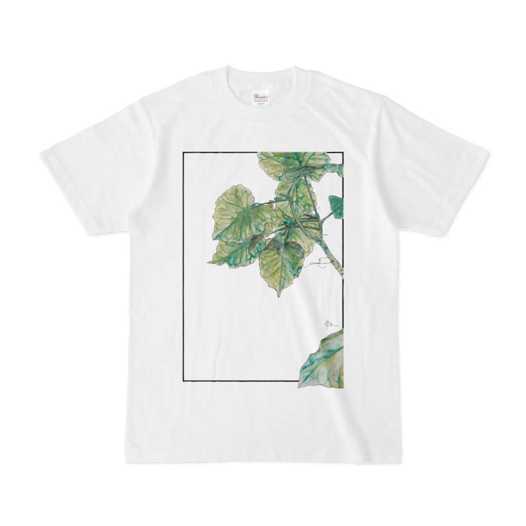 観葉植物
